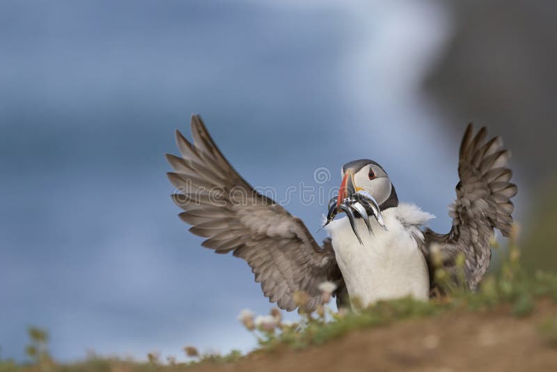 Puffin carrying sandeels on Skomer Island in Pembrokeshire, Wales