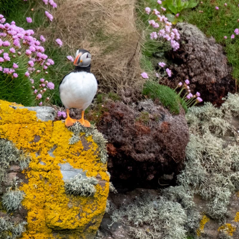 Puffin on the cliff face at Handa Island, small island near Scourie in Sutherland on the north west coast of Scotland UK.