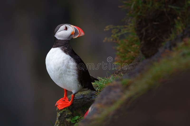 Puffin on a cliff top stock photo. Image of colorful Biology Diagrams