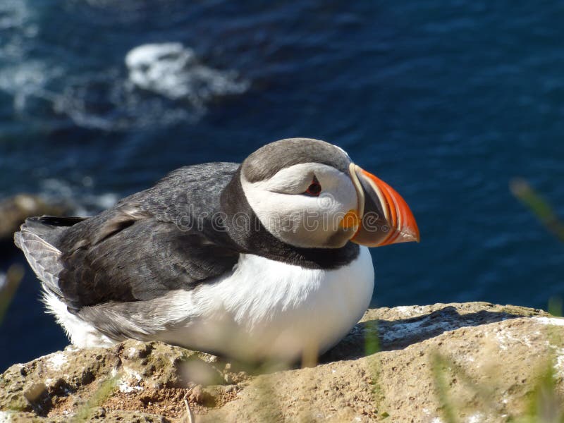 Puffin on the cliff stock image. Image of iceland, wildlife Biology Diagrams