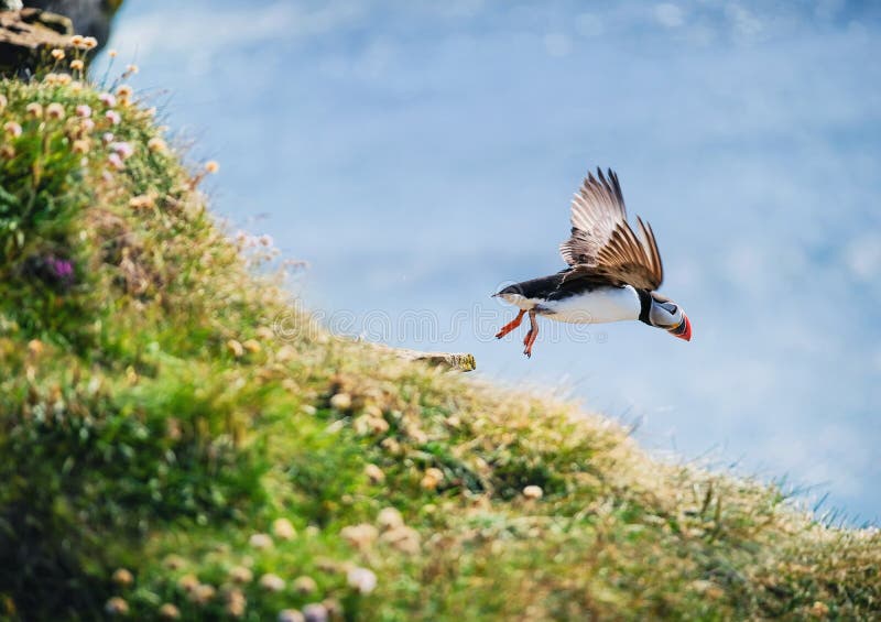 Puffin en Islande Les oiseaux marins sur les falaises abruptes Oiseaux du Westfjord en Islande Composition avec animaux sauvages photographie stock libre de droits