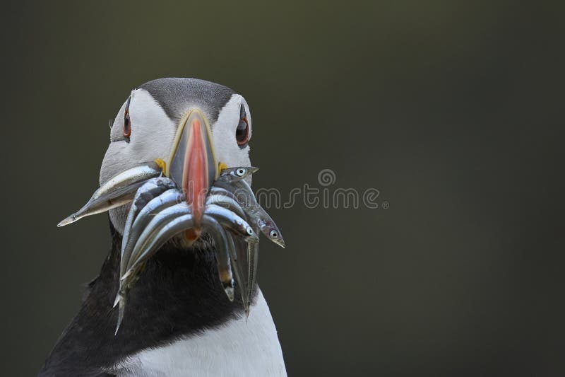 Puffin with fish on Skomer Island