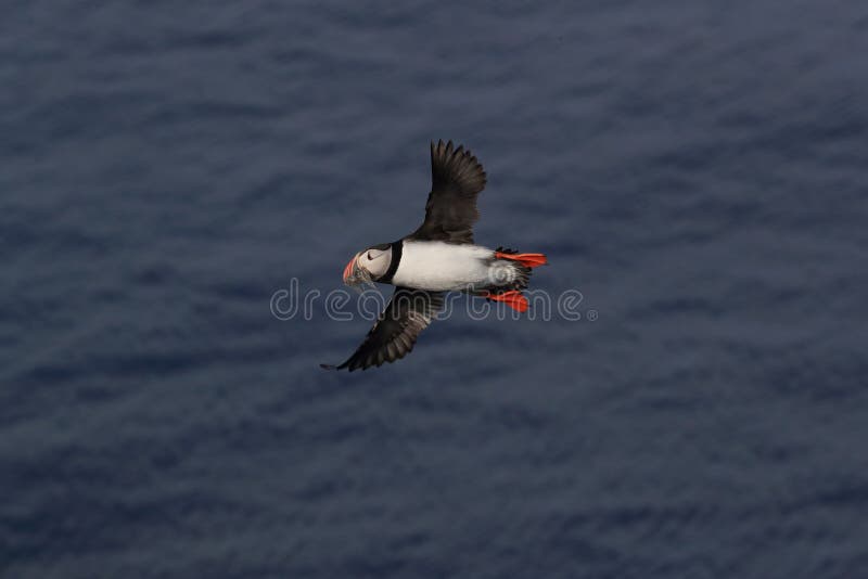 puffin flying & x28;fratercula arctica& x29; iceland