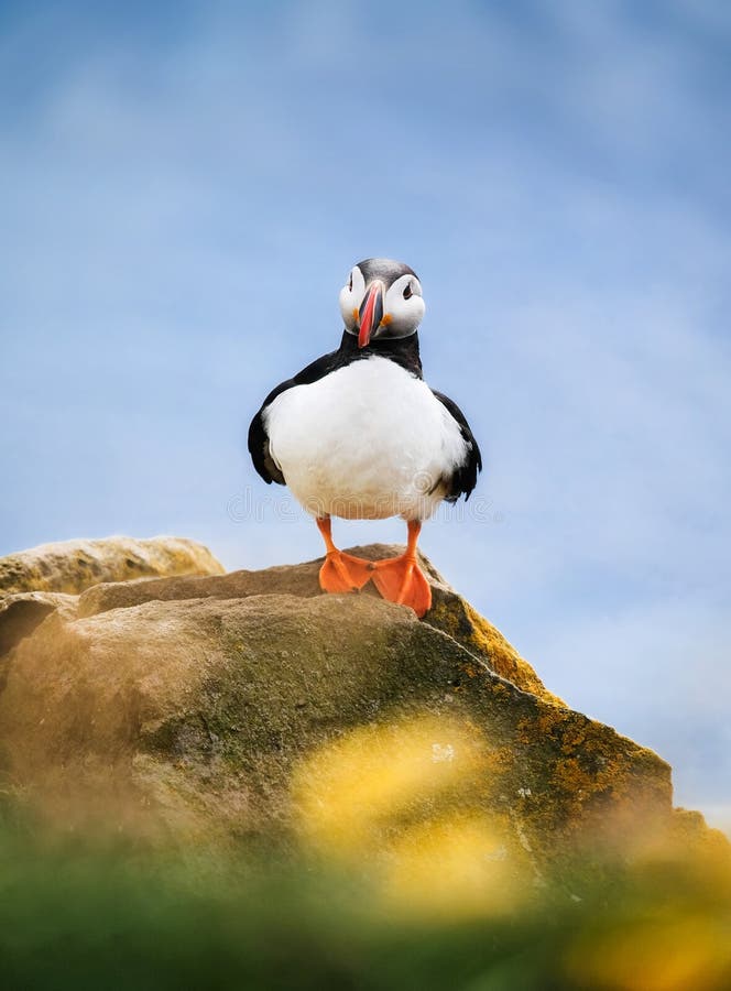 Puffin in Iceland. Seabird on Sheer Cliffs. Birds on the Westfjord in Iceland. Composition with Wild Animals Stock Photo - Image of wildlife, bird: 178220326 Puffin in Iceland. Seabird on Sheer Cliffs. Birds on the Westfjord in Iceland. Composition with Wild Animals Stock Photo - Image of wildlife, bird: 178220326