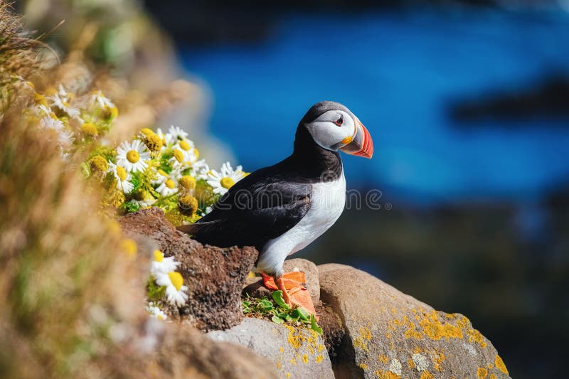 Puffin in the Iceland. Seabirds on sheer cliffs. Birds on the Westfjord in the Iceland. Composition with wild animals.