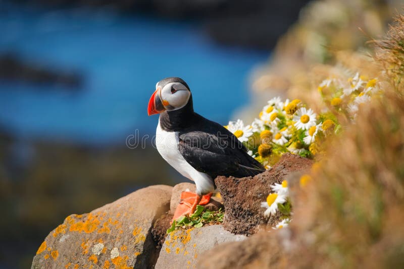 Puffin in Iceland. Seabirds on sheer cliffs. Birds on the Westfjord in Iceland. Composition with wild animals.