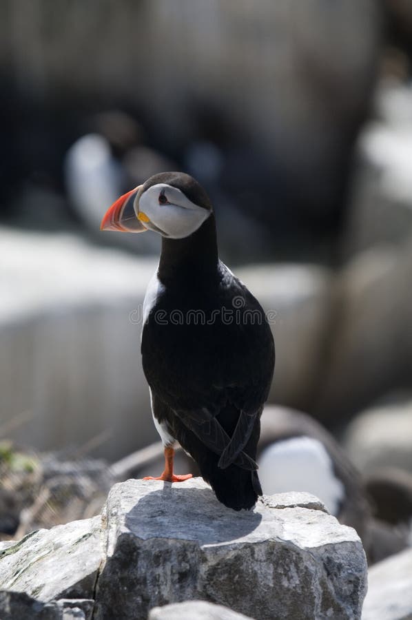 Puffin perched on rock