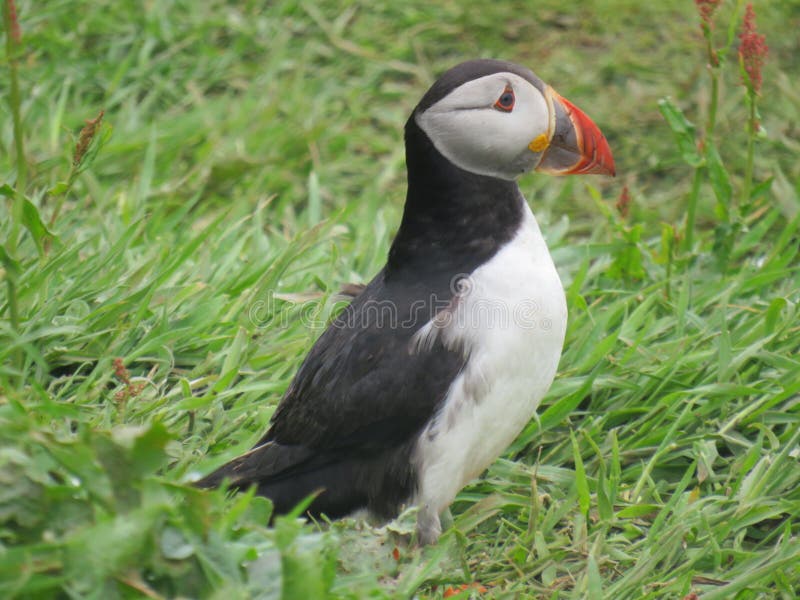 puffin imagens de stock puffin imagens de stock