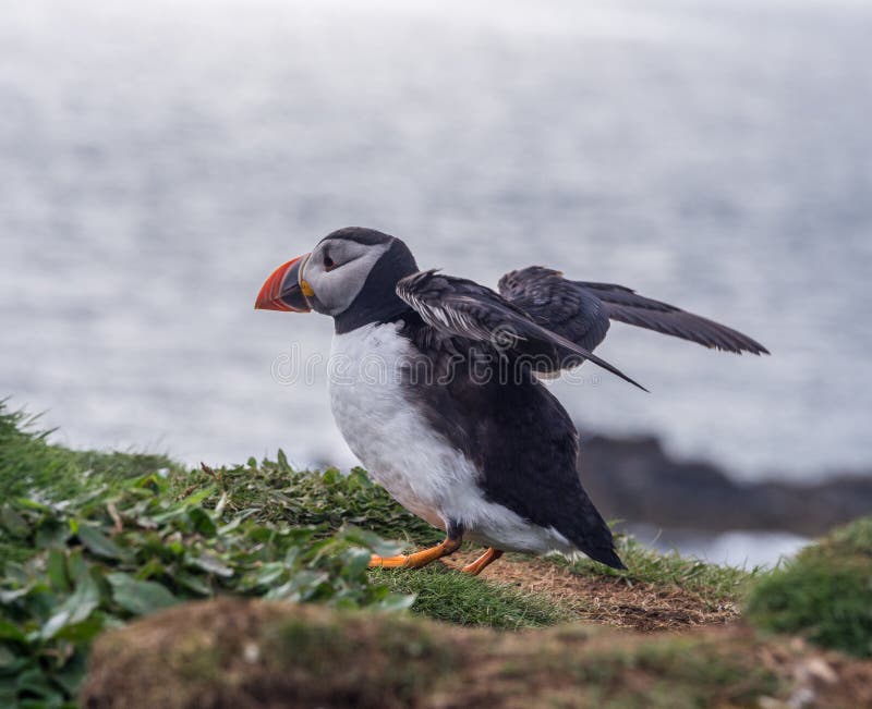 Puffin ready for flight stock images