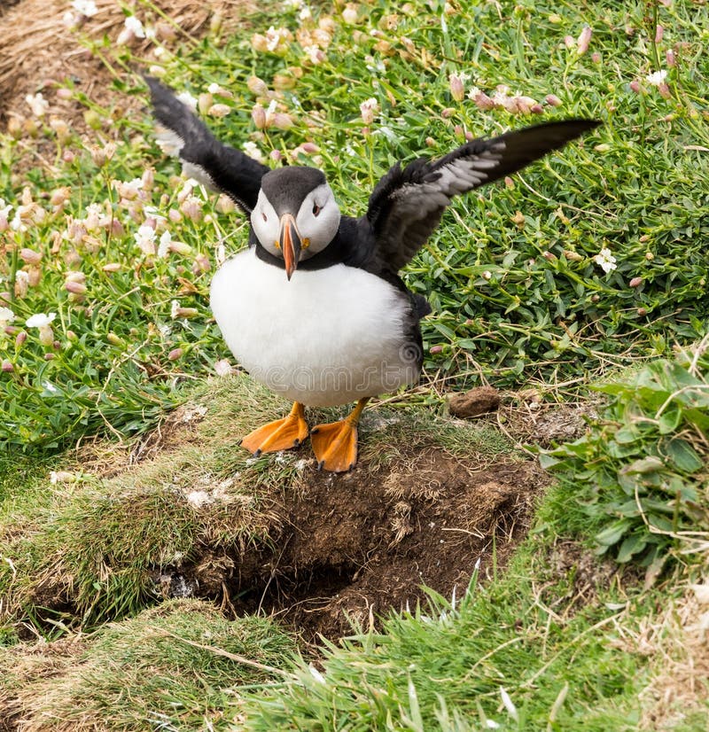 Puffin ready for flight stock photography