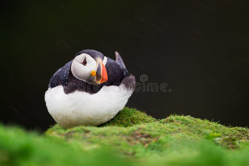 Puffin resting in the rain on Skomer Island, Wales
