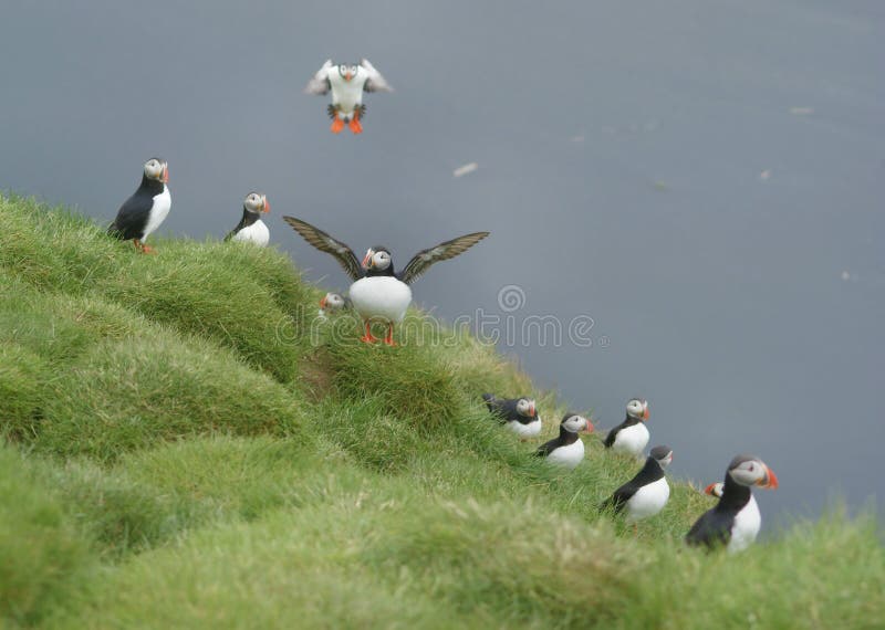 Puffin runway