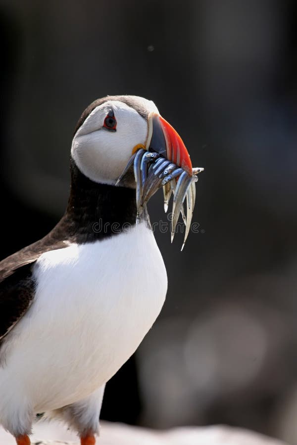 Puffin with Sand Eels (Fratercula arctica)