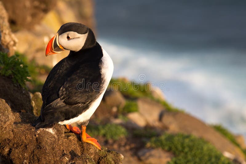 Richiamo Da Bocca Per Volpi Savage Island - Suono Da Coniglio Spaventato, Per Caccia Notturna