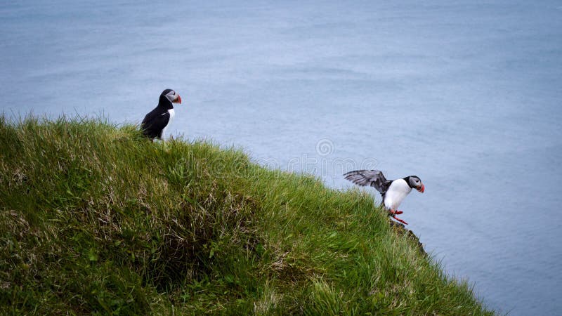 puffins imagens de stock royalty free puffins imagens de stock royalty free