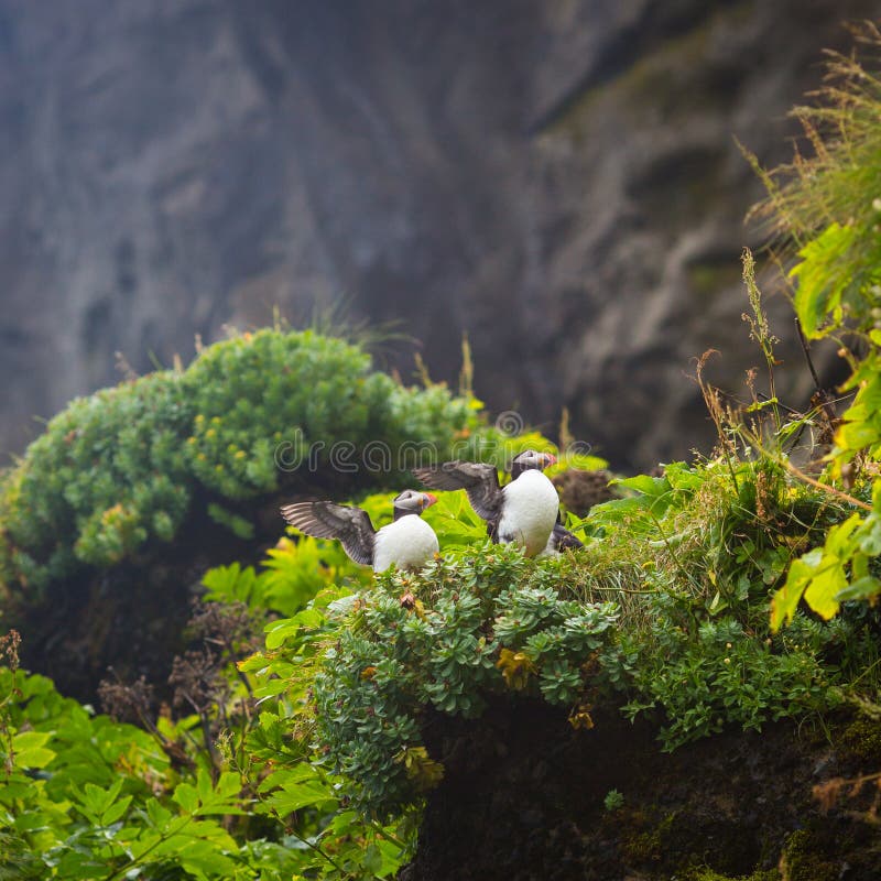 puffins fotos de stock puffins fotos de stock