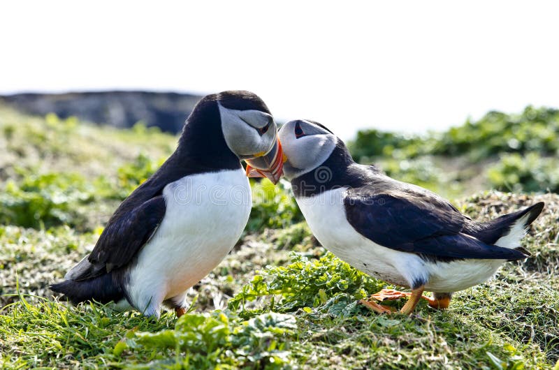 puffins imagem de stock royalty free puffins imagem de stock royalty free