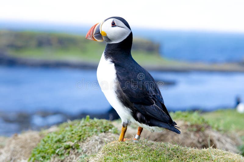 puffins foto de stock puffins foto de stock