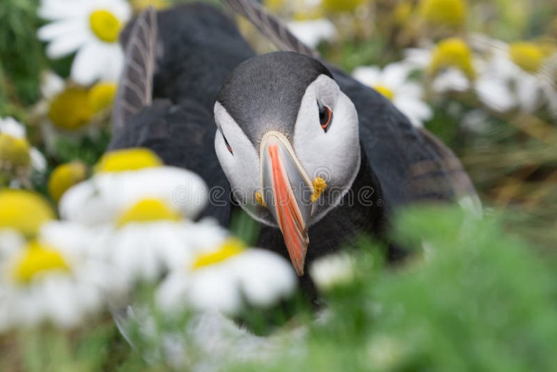 puffins fotografia de stock royalty free puffins fotografia de stock royalty free