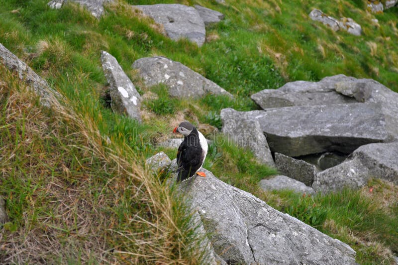 puffins fotos de stock puffins fotos de stock