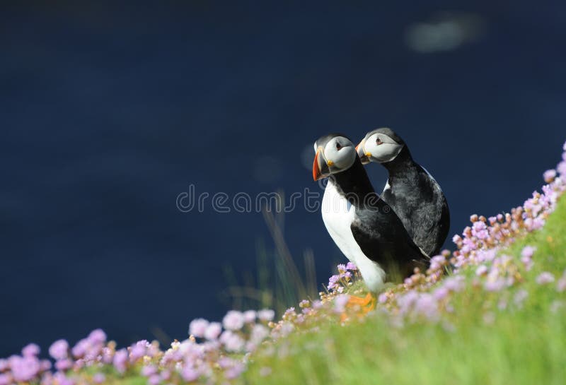 Puffins on sea cliff surrounded by sea-pinks, Sumburgh Head, Shetland Isles, Scotland