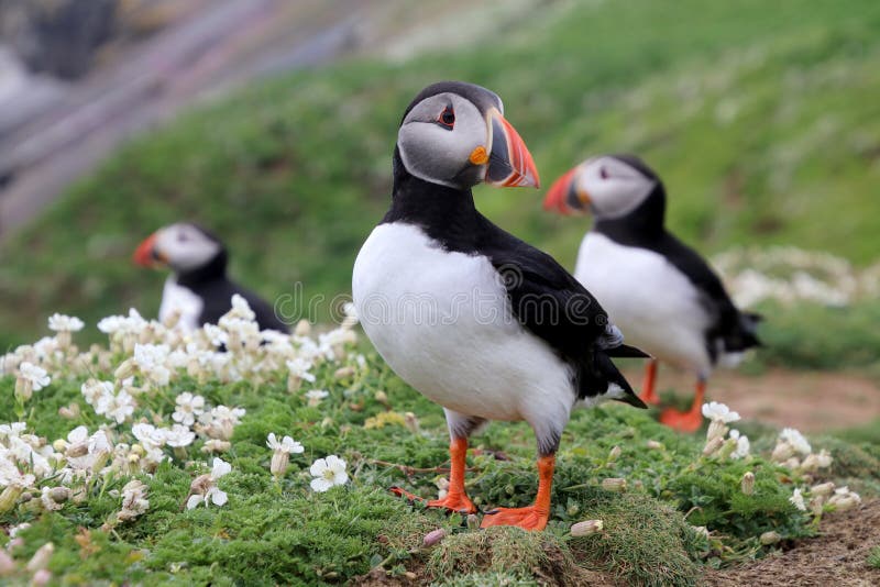 puffins imagem de stock puffins imagem de stock