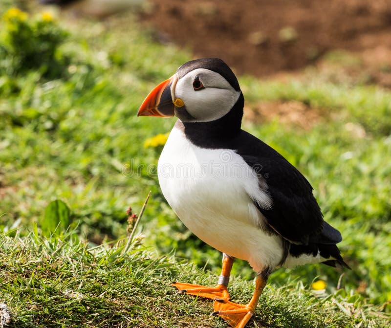 Puffins royalty free stock images