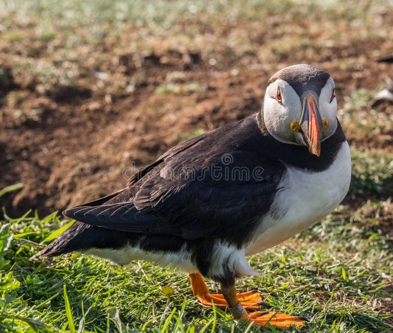Puffins royalty free stock image