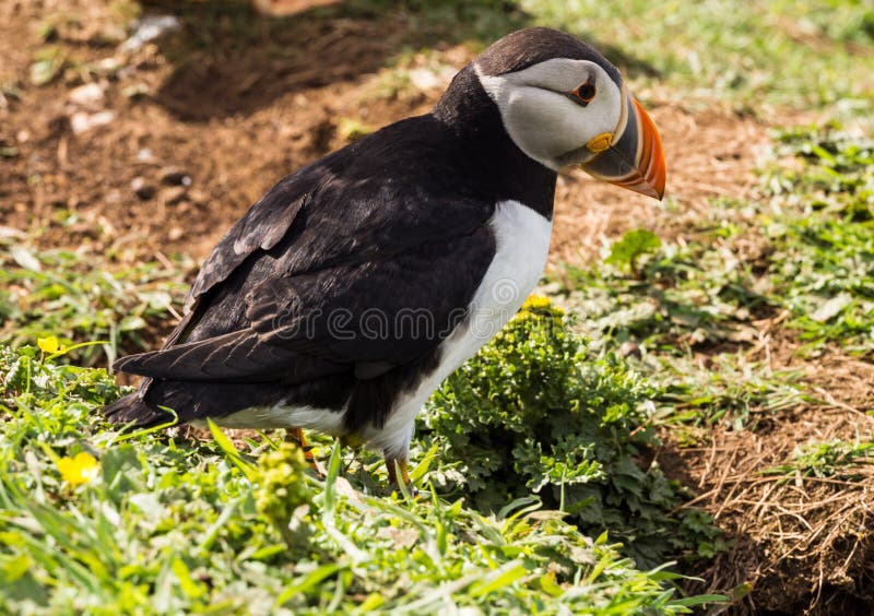 Puffins royalty free stock photos