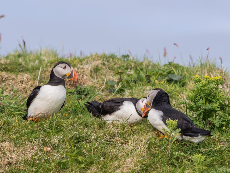 Puffins stock image