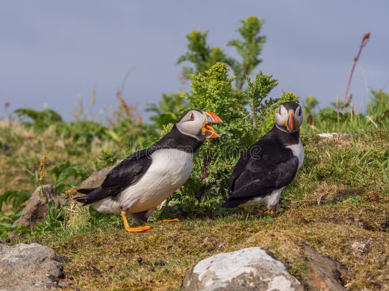 Puffins royalty free stock photography
