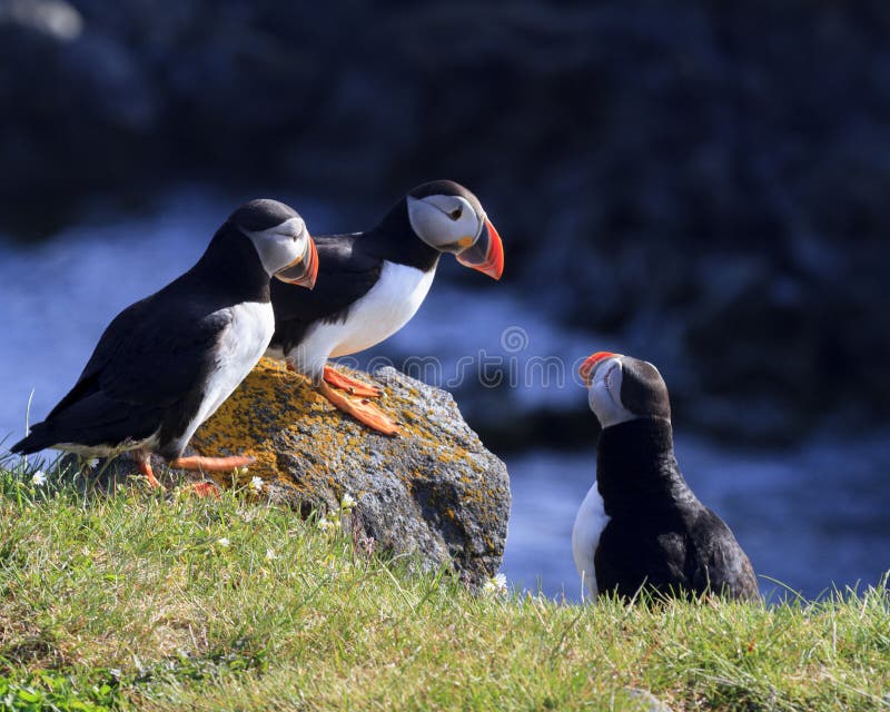 Puffins on the cliff stock image. Image of feathers 119566555