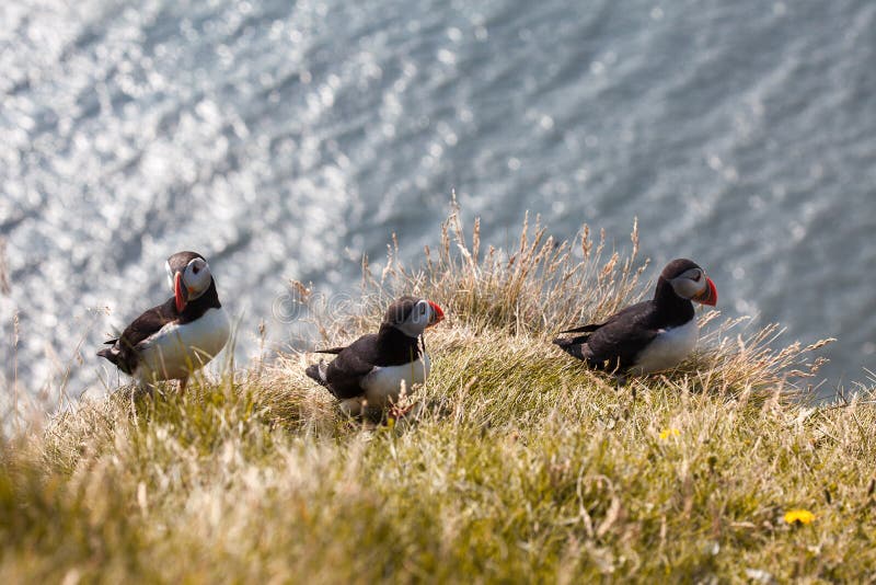 Puffins on the cliff stock image Image of ocean nature Biology Diagrams