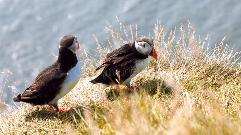 Puffins on the cliff. stock photo. Image of rock, water Biology Diagrams