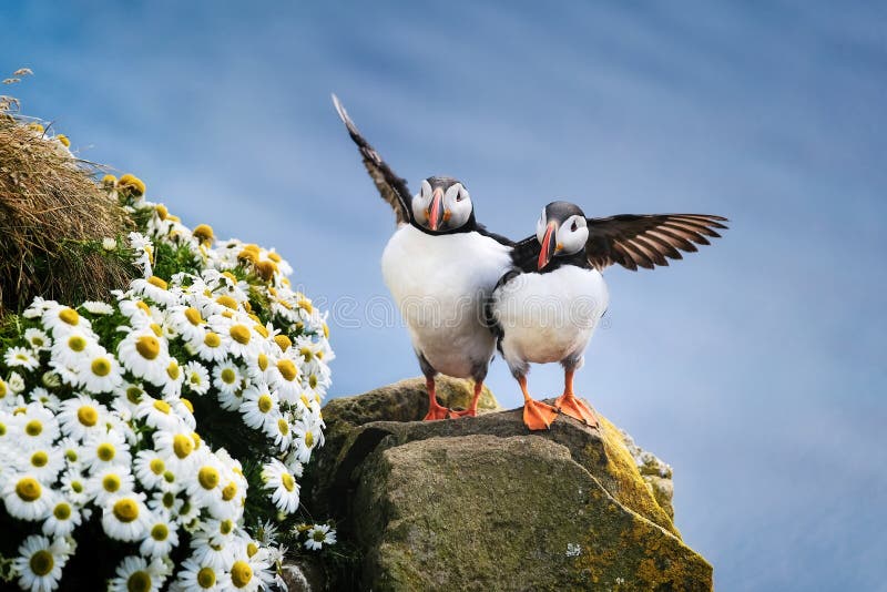 Puffins in Iceland. Seabirds on sheer cliffs. Birds on the Westfjord in Iceland. Composition with wild animals.