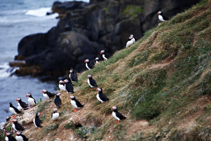 Puffins on Icelandic Cliff stock photo Image of pretty Biology Diagrams