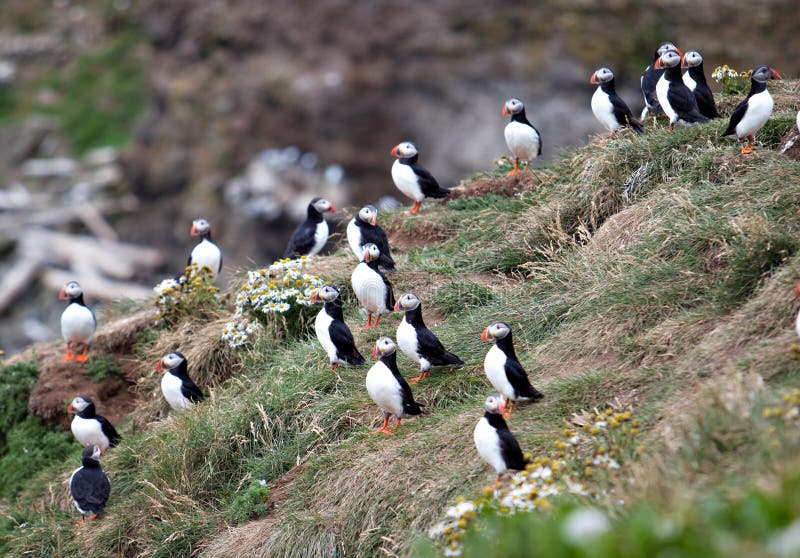 Puffins on Icelandic Cliff stock photo Image of nordic Biology Diagrams