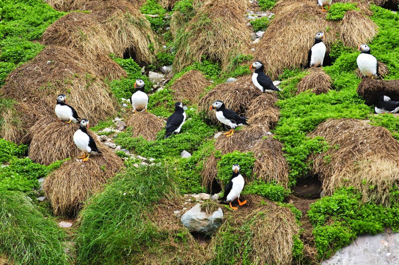 Puffins nesting in Newfoundland