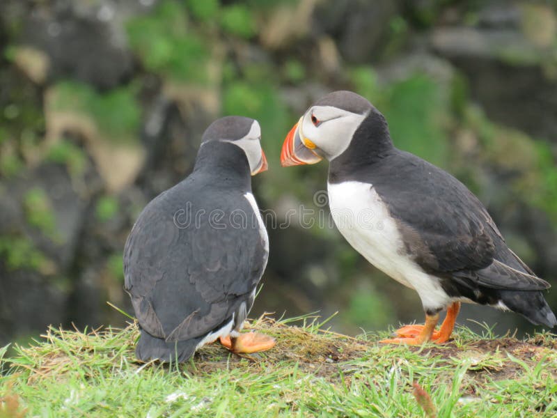 puffins fotos de stock puffins fotos de stock