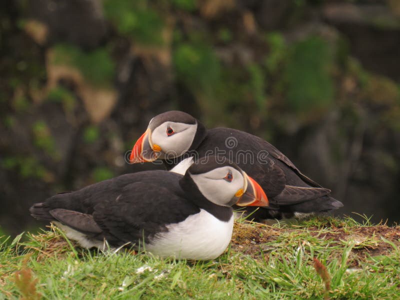 puffins fotos de stock puffins fotos de stock