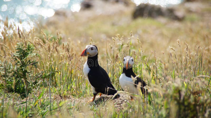 Puffins on Skomer island