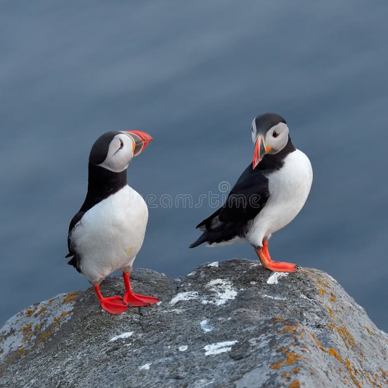 Puffins, Iceland stock image. Image of bird, outdoor Biology Diagrams