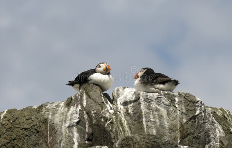 Puffins on top of cliff