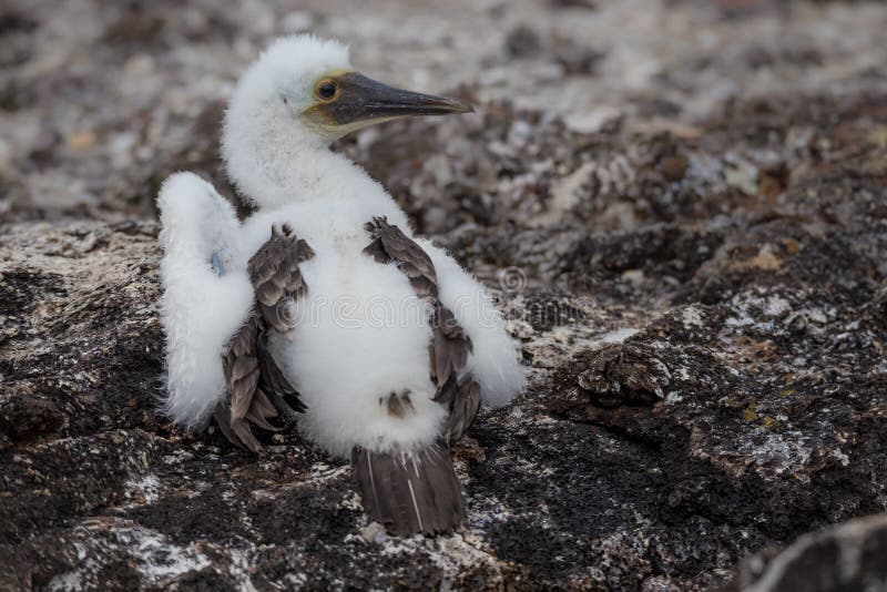Blue Footed Booby With Baby Stock Image Image of feet, wildlife 17974475