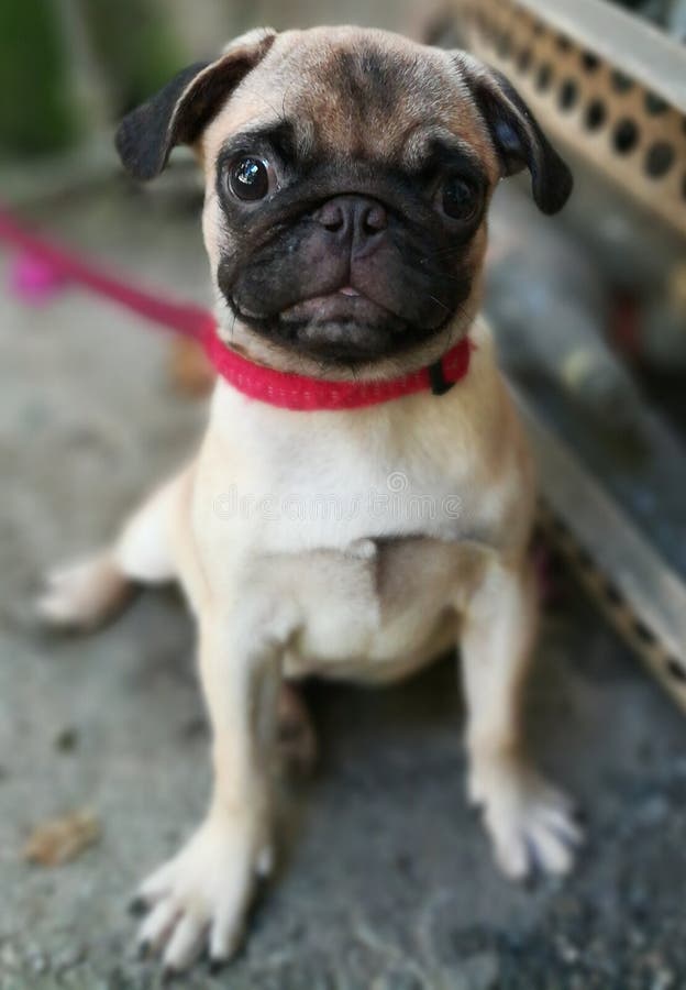 Pug royalty-vrije stock afbeelding Pug royalty-vrije stock afbeelding