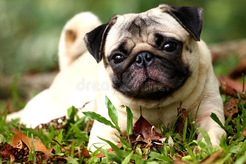 Pug royalty free stock image Pug royalty free stock image
