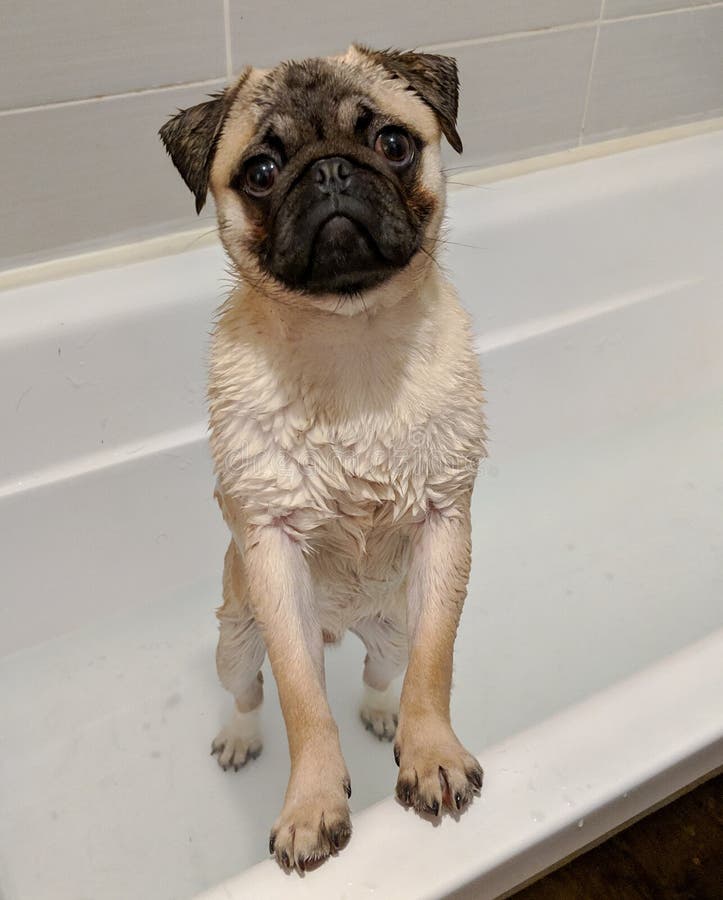 pug in bathtub