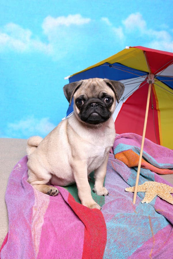 pug beach towel