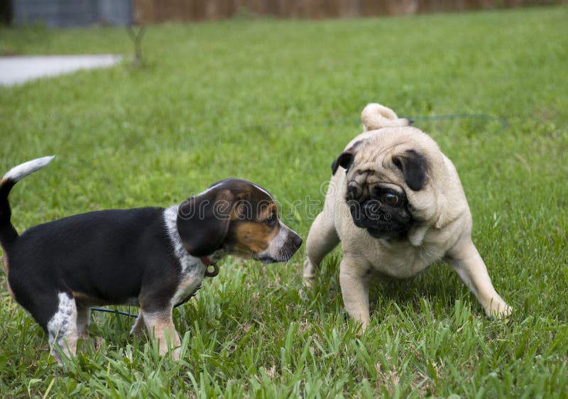 Pug and Beagle Playing stock photo. Image of grass, green 8970488
