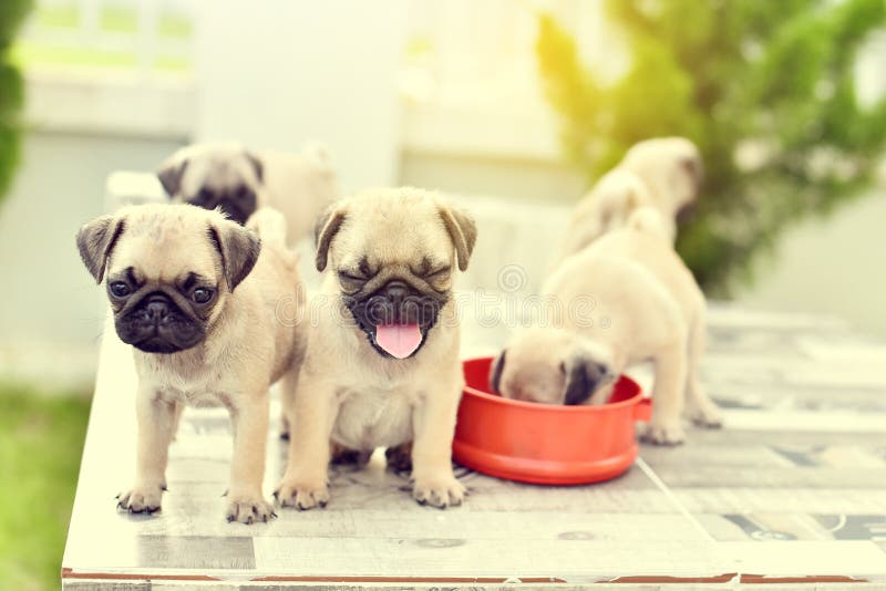 Pug bonito dos cachorrinhos na tabela de mármore fotografia de stock Pug bonito dos cachorrinhos na tabela de mármore fotografia de stock